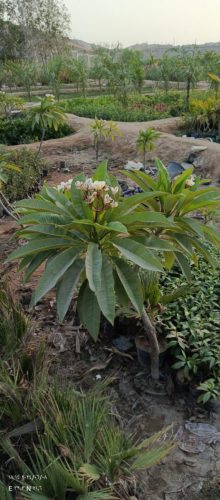 WhatsApp Image 2025-05-15 at 16.58.47_11ca1ebf