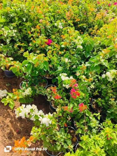 WhatsApp Image 2025-05-15 at 16.58.48_0531ed05